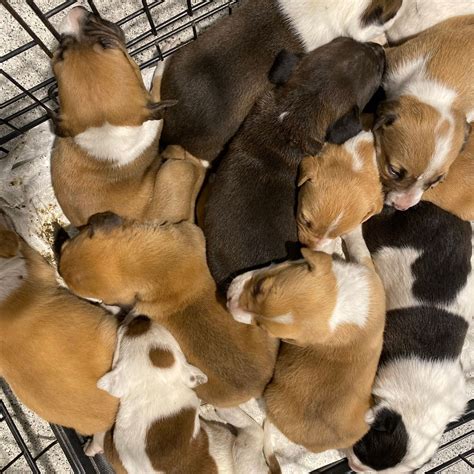 Dog, 11 puppies rescued after being dumped on side of Seffner road | WFLA