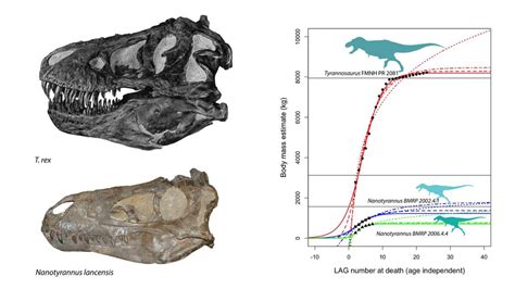 Growth rings reveal Nanotyrannus wasn't a baby T. Rex