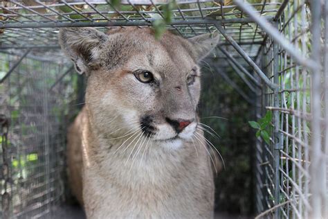 First California Mountain Lion Killed Under State’s New Depredation Law