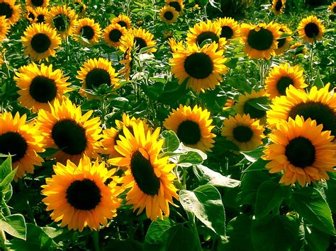 Sunflowers Free Photo Download | FreeImages