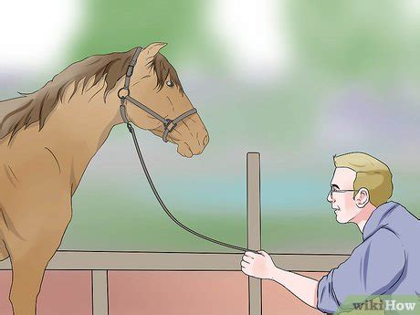 How to Plait a Horse's Tail (with Pictures) - wikiHow