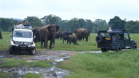 Thorough explanation of the most popular safari in Sri Lanka! Minneriya Safari! | Sri Lanka Taxi ...