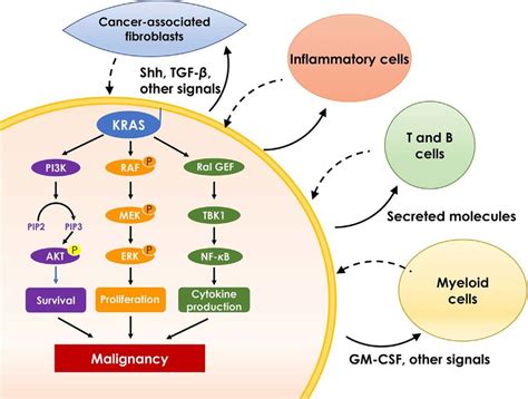 The major KRAS effector pathways. Oncogenic KRAS activates... | Download Scientific Diagram