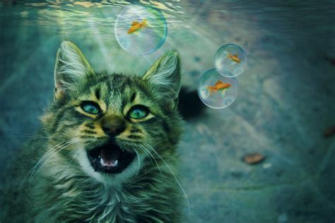 Download Manipulation Bubble Fish Goldfish Animal Cat HD Wallpaper