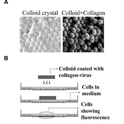 Collagenase enzyme disintegrates collagen. (A) Minimal essential medium ...