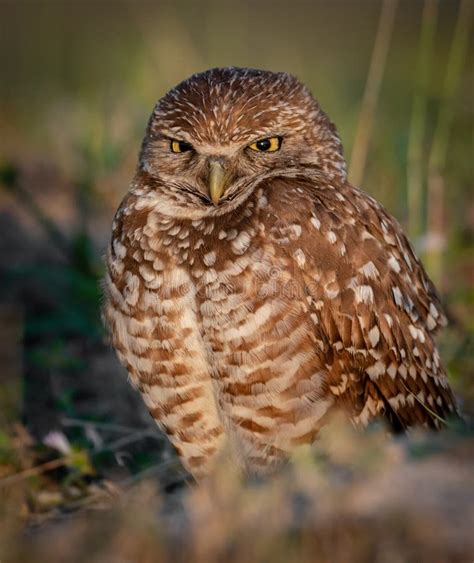 Burrowing Owl In SW Florida Stock Photo - Image of northern, cute ...