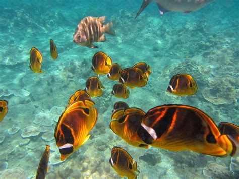 Découvrez les meilleurs spots de snorkeling Martinique