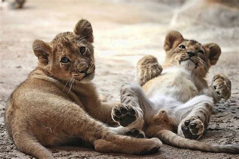 Lion cubs - Lion cubs Photo (33319745) - Fanpop