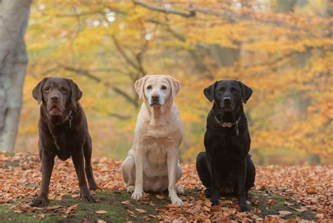 Black Lab Vs Yellow Lab Vs Chocolate Lab - PatchPuppy.com