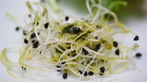 7 Health Benefits Of Alfalfa Sprouts