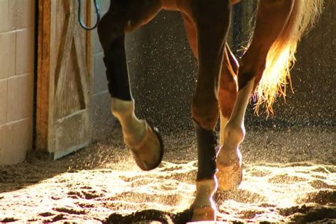 Lameness In Horses: What Does It Really Mean? – Horse FactBook