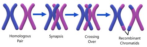 Meiosis: MCAT — Medistudents