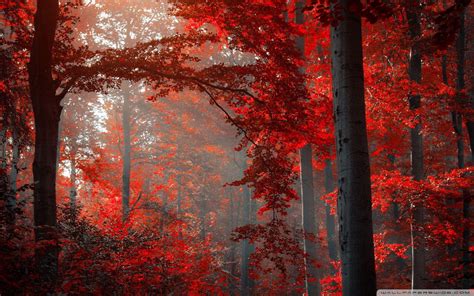 Red Forest Wallpapers - Top Free Red Forest Backgrounds - WallpaperAccess