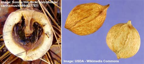 Hickory Nuts: Identification and Types (With Pictures)