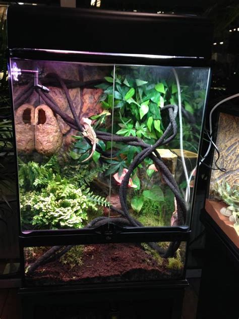 exo terra gecko tank. crested gecko | Aquariums, vivariums, Paludariums ...