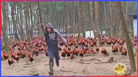 General Cluck-Cluck, Commander of the Hen Forces : r/Bossfight