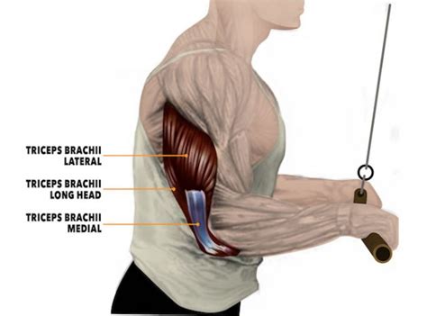 Mastering Rope Pressdown: Guide, Form, Flaws, Set Up & Execution - GymGuider.com