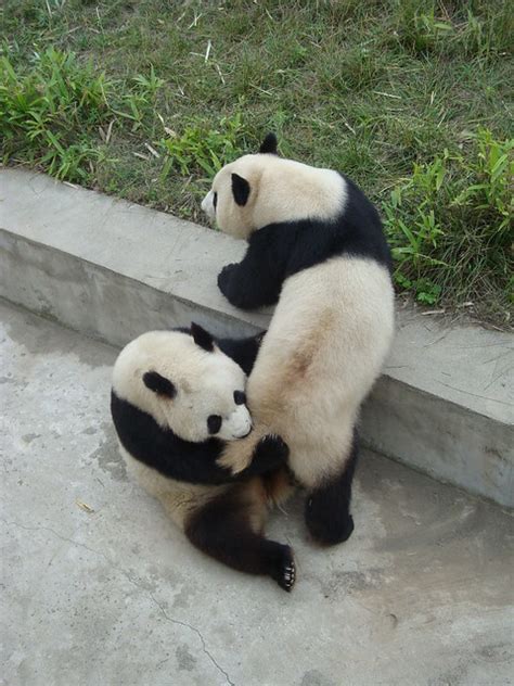 Tail must be a delicacy to pandas... | Flickr - Photo Sharing!