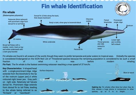 Ocean Research & Conservation Association (ORCAIreland)