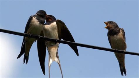 Le Bonimenteur de Loire: Nos oiseaux migrateurs