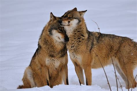 Wolves Cuddling Together For Warmth Will Melt Your Heart | Wolf dog ...