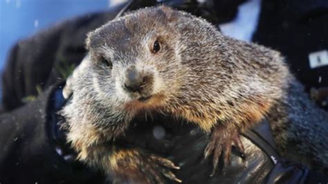 Groundhog Day: Punxsutawney Phil dies predicts winter will last six ...