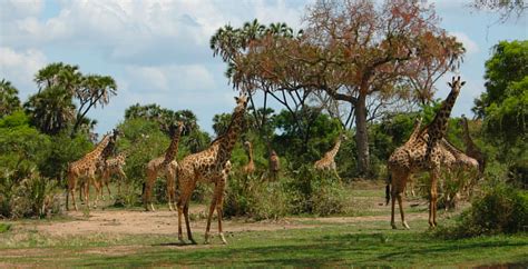 Selous Game Reserve, Mkangira, Tanzania in 2020 | Cool places to visit ...