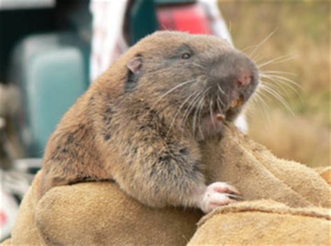 Western pocket gopher | Thomomys mazama facts