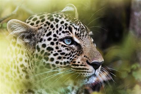 Close up of Masai Mara leopard with blue eyes in the wild of Kenya. Photograph by Kristian ...