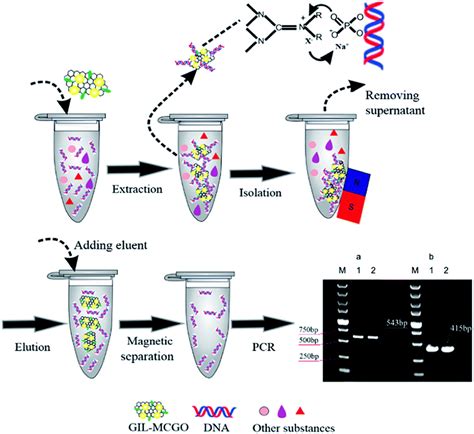 Dna Extraction Techniques