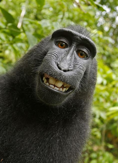 Selfies de singe — Wikipédia