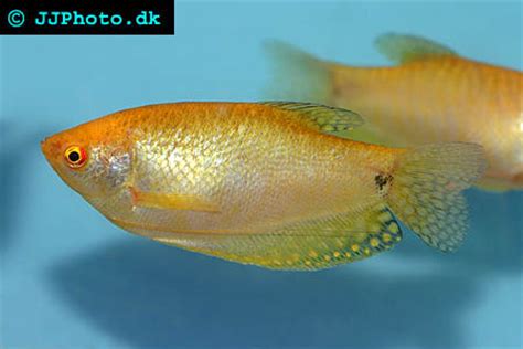 Gourami Breeding