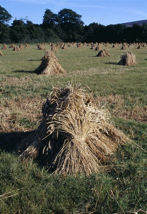 Hay bales - Stock Image - E768/0245 - Science Photo Library