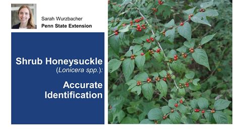 Shrub Honeysuckle: Accurate Identification - YouTube