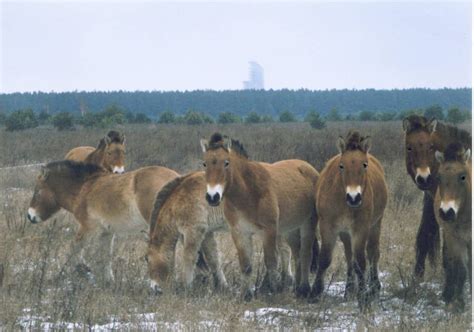 Chernobyl Disaster: The Full Story Of The Nuclear Plant Meltdown