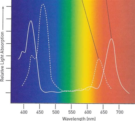 All You Need to Know About Light Spectrum - Urban Ag News