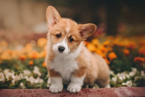 17 Popular Corgi Mixes