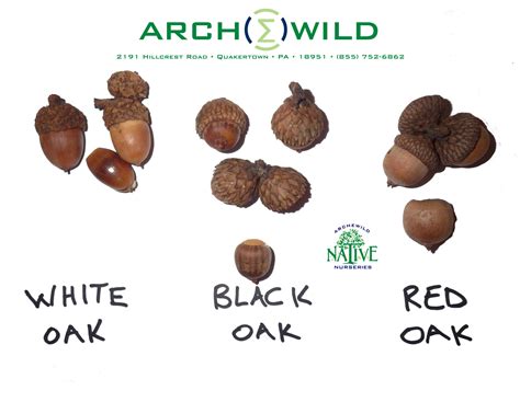 White Black Red Oak Acorn Identification - ArcheWild | Architects of Wild Spaces