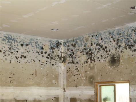 Mold & Mildew Removal - AGG Restoration & Construction, LLC