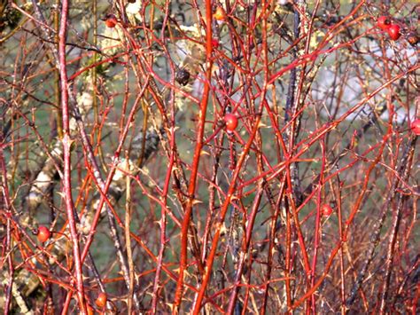 Background Thorns And Berries Free Stock Photo - Public Domain Pictures