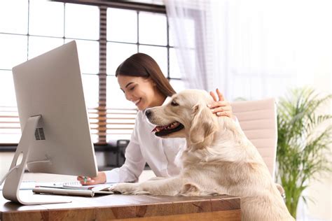 The Office Dog: Benefits and Challenges of Dogs at Work - Joy Organics