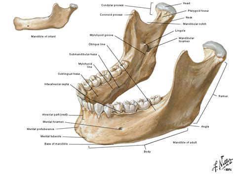 Facial Fractures, Facial Trauma, Facial Reconstruction: Facial Fractures. Mandible Fractures