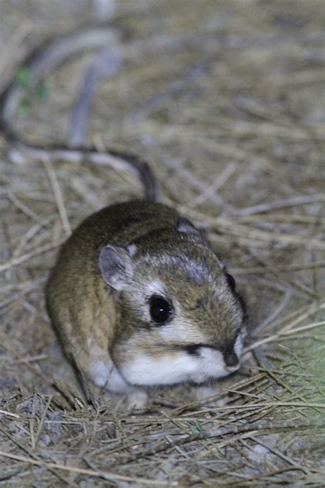 Giant Kangaroo Rats: Little Drummers of the Carrizo Plain - The Santa Barbara Independent