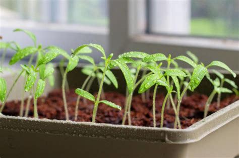 Growing Tomato Seedlings: Where to Start? - Best Landscape Ideas