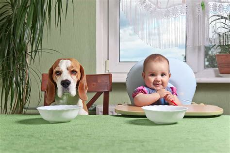 Are Beagles Good with Kids? A Guide for Parents - Embora Pets