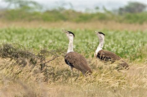 Wanted – Eggs of the Great Indian Bustard - India's Endangered