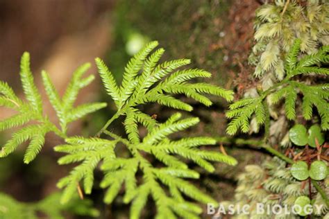 Lycophytes | Basic Biology