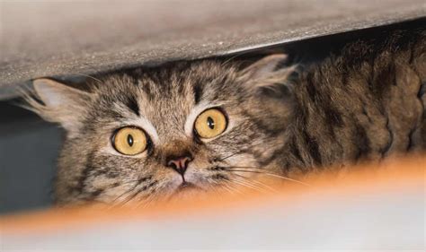 Cat Stress Signs: What Causes It and How to Treat It?