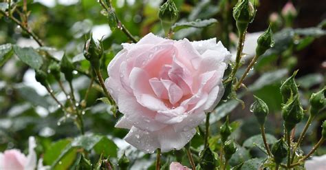 Pink Rose · Free Stock Photo