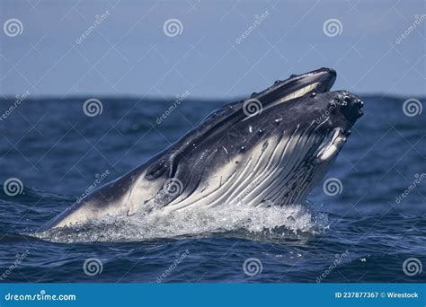 Big Blue Whale Jumps Out of Water Stock Image - Image of summer, cloud: 237877367